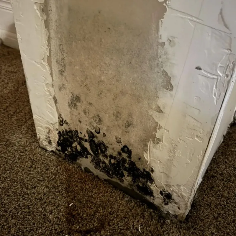 Professional Mold Removal in Bystrom, CA